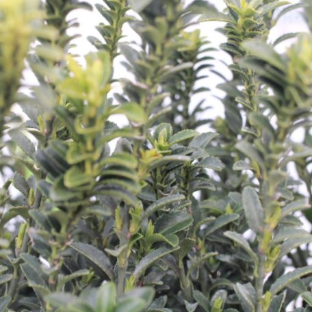 Kislevelű törpe kecskerágó EUONYMUS PULCHELLUS (MICROPHYLLUS) CLT. 3