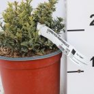 Kislevelű törpe kecskerágó Euonymus pulchellus 'Aureovariegatus' CLT. 3