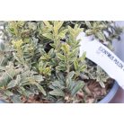 Kislevelű törpe kecskerágó Euonymus pulchellus 'Aureovariegatus' CLT. 3