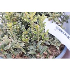   Kislevelű törpe kecskerágó Euonymus pulchellus 'Aureovariegatus' CLT. 3