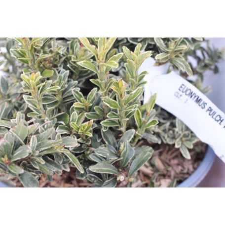 Kislevelű törpe kecskerágó Euonymus pulchellus 'Aureovariegatus' CLT. 3