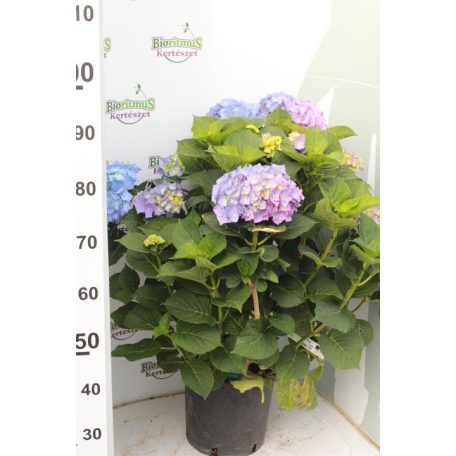 Kerti hortenzia Hydrangea macrophylla Konténeres 10 lit