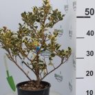 Magyal Ilex in cultivars ' CLT. 3