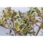 Magyal Ilex in cultivars ' CLT. 3