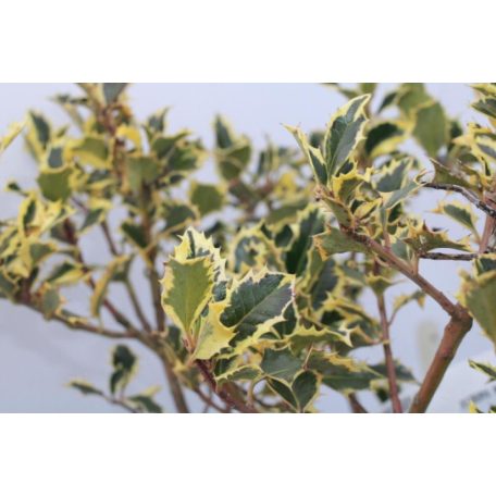 Magyal Ilex in cultivars ' CLT. 3