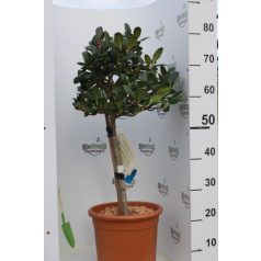 Magyal ILEX AQUIFOLIUM ALASKA LV 9 MINI STANDARD