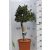 Magyal ILEX AQUIFOLIUM ALASKA LV 9 MINI STANDARD