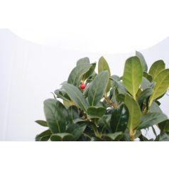 Magyal ILEX AQUIFOLIUM ALASKA LV 9 MINI STANDARD