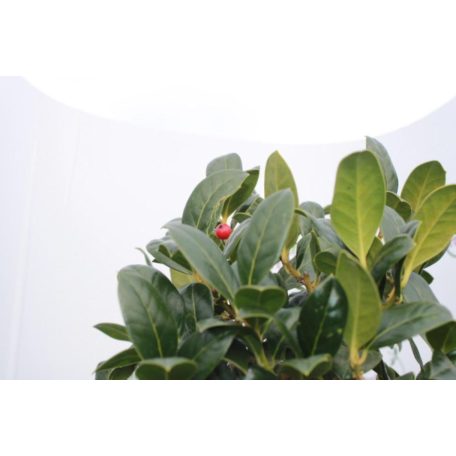 Magyal ILEX AQUIFOLIUM ALASKA LV 9 MINI STANDARD