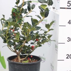 Magyal ILEX MUTCHAGARA NELLIE R. STEVENS CLT. 5