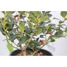 Bogyós magyal ILEX MUTCHAGARA NELLIE R. STEVENS CLT. 5