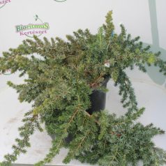   Kék fövenyboróka JUNIPERUS CONFERTA BLUE PACIFIC Konténeres 10 lit.