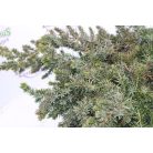Kék fövenyboróka JUNIPERUS CONFERTA BLUE PACIFIC Konténeres 10 lit.