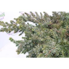   Kék fövenyboróka JUNIPERUS CONFERTA BLUE PACIFIC Konténeres 10 lit.