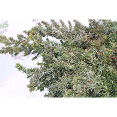 Kék fövenyboróka JUNIPERUS CONFERTA BLUE PACIFIC Konténeres 10 lit.