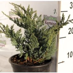 Kék kúszó henyeboróka JUNIPERUS HORIZ. BLUE CHIP CLT. 3