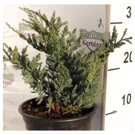 Kék kúszó henyeboróka JUNIPERUS HORIZ. BLUE CHIP CLT. 3