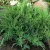 Zöld terülő boróka Juniperus 'Mint Julep' CLT. 3