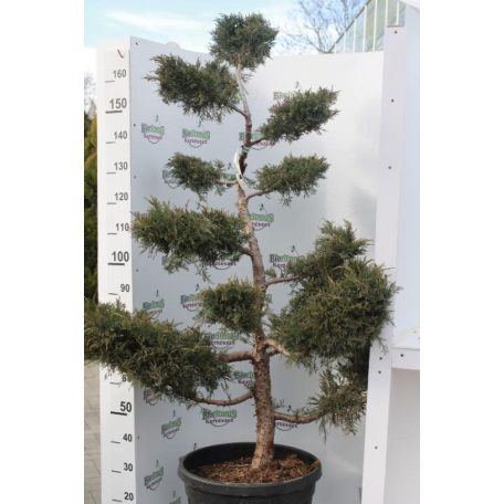 Ezüstboróka JUNIPERUS MEDIA PFITZERIANA CLT. 45 Bonsai