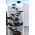 Ezüstboróka JUNIPERUS MEDIA PFITZERIANA GLAUCA CLT. 35 BONSAI