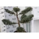 Ezüstboróka JUNIPERUS MEDIA PFITZERIANA GLAUCA CLT. 35 BONSAI
