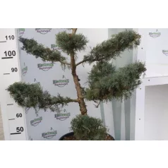   Ezüstboróka JUNIPERUS MEDIA PFITZERIANA GLAUCA CLT. 35 BONSAI