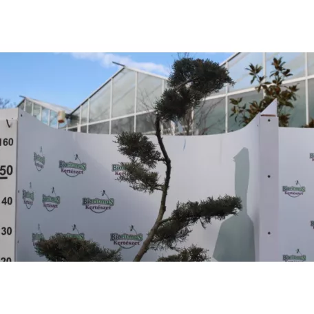 Ezüstboróka JUNIPERUS MEDIA PFITZERIANA GLAUCA CLT. 35 BONSAI