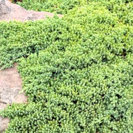 Zöld törpe kúszó boróka Juniperus procumbens 'Nana' CLT. 3