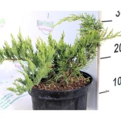 Terülő boróka Juniperus Sabina Tamariscifolia CLT. 3