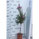 Törzses kínai selyemmirtusz Lagerstroemia indica LV 9
