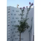 Törzses kínai selyemmirtusz Lagerstroemia indica LV 9
