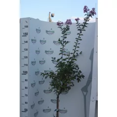 Törzses kínai selyemmirtusz Lagerstroemia indica LV 9
