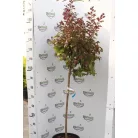 Kínai selyemmirtusz Lagerstroemia indica LV 14 lit. törzses