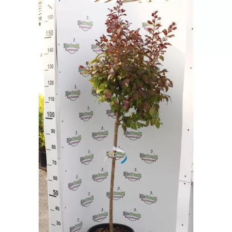 Kínai selyemmirtusz Lagerstroemia indica LV 14 lit. törzses