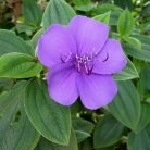 Ibolyafa TIBOUCHINA URVILLEANA (LASIANDRA) CLT. 3