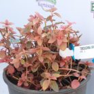 Ibolyafa TIBOUCHINA URVILLEANA (LASIANDRA) CLT. 3