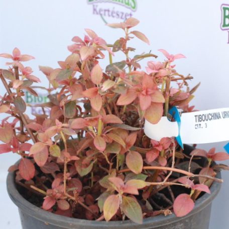 Ibolyafa TIBOUCHINA URVILLEANA (LASIANDRA) CLT. 3