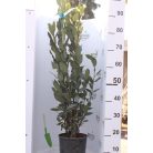 Fűszer babér LAURUS NOBILIS CLT. 3 60/80