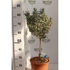 Törzses fogazott levendula LAVANDULA DENTATA LV 9 MINI STANDARD