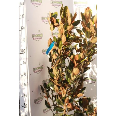 Örökzöld liliomfa törpe növésű Magnolia Grandiflora 'Little Gem' Konténeres 15 lit. 80/100 cm