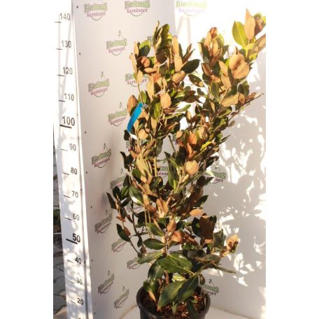 Örökzöld liliomfa törpe növésű Magnolia Grandiflora 'Little Gem' Konténeres 15 lit. 80/100 cm