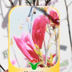 Nagyvirágú liliomfa MAGNOLIA SOULANGEANA CLT. 30 150/175