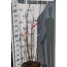 Nagyvirágú liliomfa MAGNOLIA SOULANGEANA CLT. 30 150/175