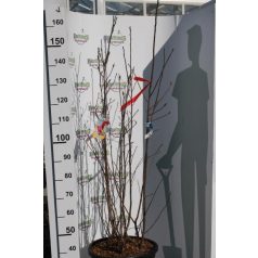 Nagyvirágú liliomfa MAGNOLIA SOULANGEANA CLT. 30 150/175