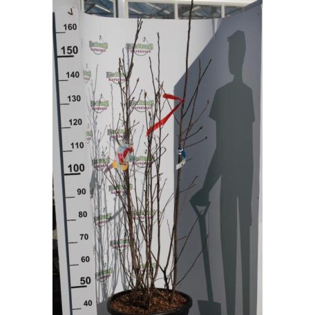 Nagyvirágú liliomfa MAGNOLIA SOULANGEANA CLT. 30 150/175