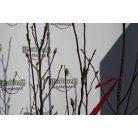 Nagyvirágú liliomfa MAGNOLIA SOULANGEANA CLT. 30 150/175