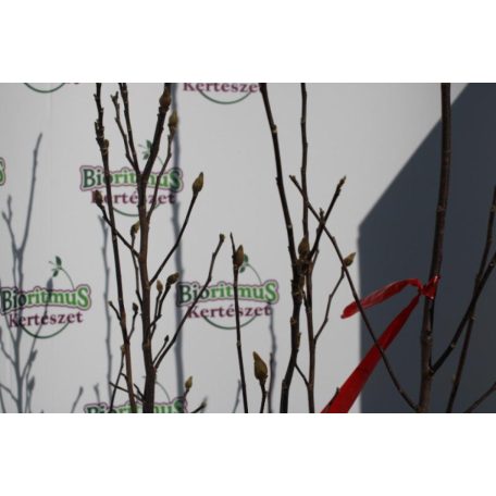 Nagyvirágú liliomfa MAGNOLIA SOULANGEANA CLT. 30 150/175