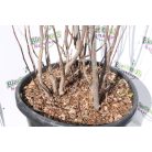 Nagyvirágú liliomfa MAGNOLIA SOULANGEANA CLT. 30 150/175