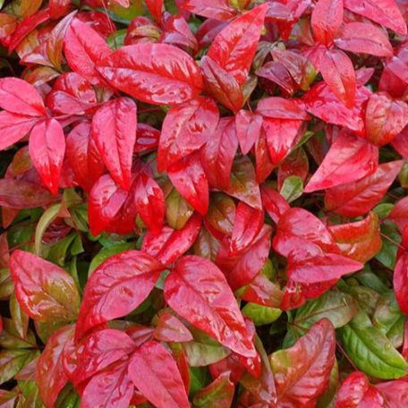 Japán szentfa NANDINA DOMESTICA FIRE POWER CLT. 5