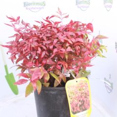 Japán szentfa NANDINA DOMESTICA FIRE POWER CLT. 5
